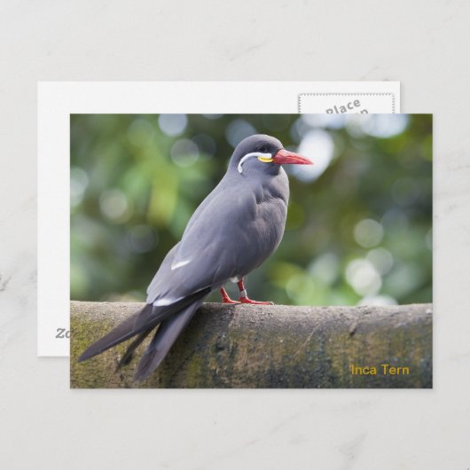 Inka-Seeschwalbe Postkarte (Vorne/Hinten)