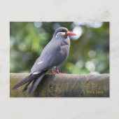 Inka-Seeschwalbe Postkarte (Vorderseite)