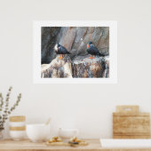 Inka-Seeschwalben Poster (Küche)