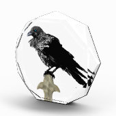 Inken Raven Fotoblock (Rechts)