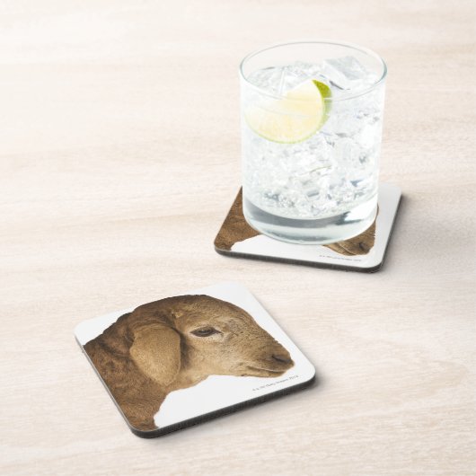 Inländisches Lamm Untersetzer (Rechte Seite)