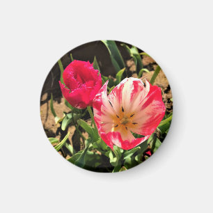 Innen eine rosa und weiße Tulpe Magnet
