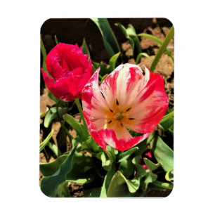 Innen eine rosa und weiße Tulpe Magnet