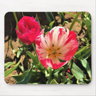 Innen eine rosa und weiße Tulpe Mousepad