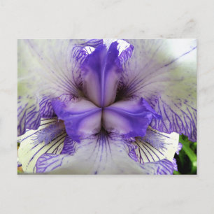 Innen einer Iris Postkarte