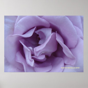 Innen einer Lavendel-Rose Poster