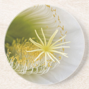 Innen eines weißen Kaktus in Blüte Untersetzer