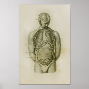 Innere Organe Lungen Gehirn Vintage Anatomie Druck Poster