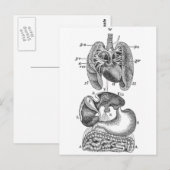 Innere Organe Postkarte (Vorne/Hinten)
