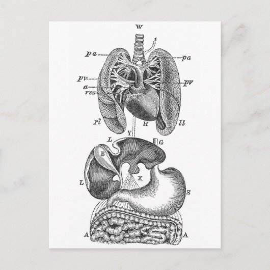 Innere Organe Postkarte (Vorderseite)