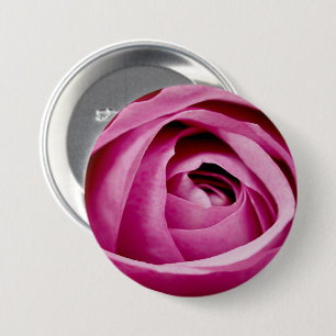 Innere Petalen der Rose Bud Button