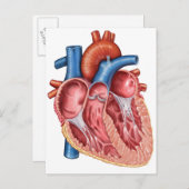 Inneres des menschlichen Herzens Postkarte (Vorne/Hinten)