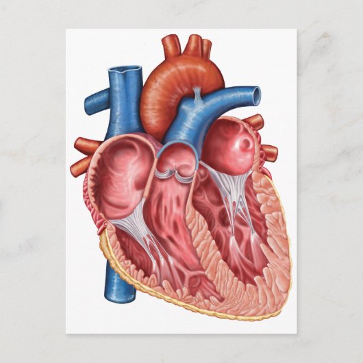 Inneres des menschlichen Herzens Postkarte (Vorderseite)