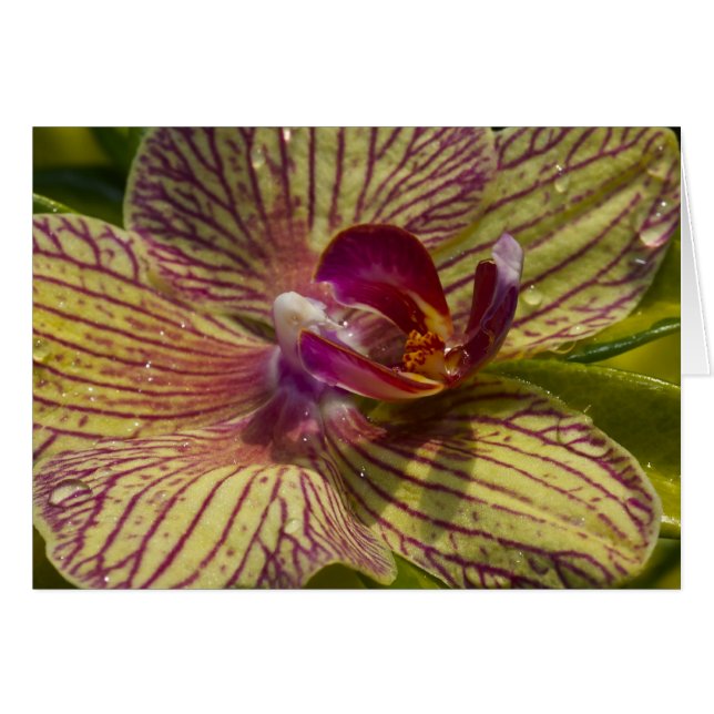 Inneres eines Orchideen (Vorderseite (Horizontal))