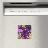 Innerhalb einer Iris Magnet (In Situ (Geschirrspüler))