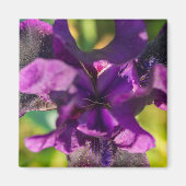 Innerhalb einer Iris Magnet (Vorne)