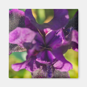Innerhalb einer Iris Magnet