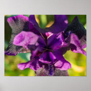 Innerhalb einer Iris Poster