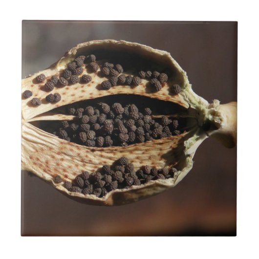 Innerhalb einer Mohnblumen-Blumen-Hülse Fliese (Vorderseite)