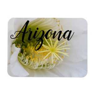 Innerhalb eines weißen Kaktusblütens, Arizona Magnet