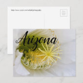 Innerhalb eines weißen Kaktusblütens, Arizona Postkarte (Vorne/Hinten)