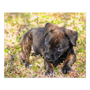 Innocent Brindle Puppy Foto drucken