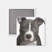 Innocent Pitbull Puppy Magnet (Vorderseite/Rückseite)