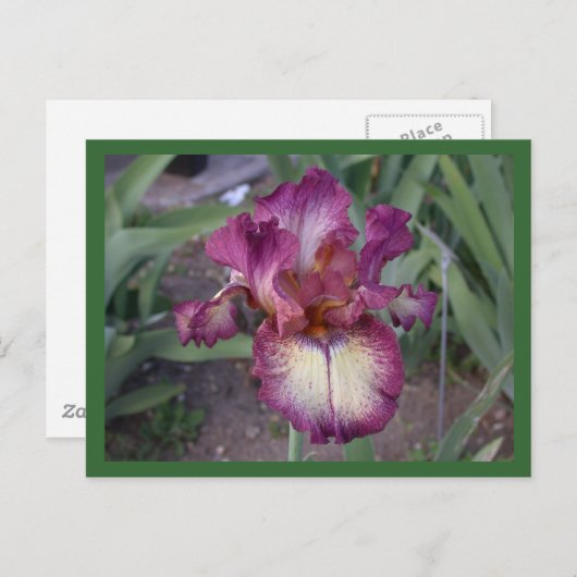 Innocent Star Postkarte (Vorne/Hinten)