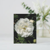 Innocent White Rose Postkarte (Stehend Vorderseite)