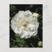 Innocent White Rose Postkarte (Vorderseite)