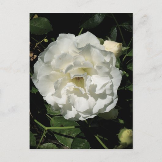 Innocent White Rose Postkarte (Vorderseite)