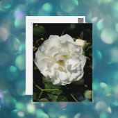 Innocent White Rose Postkarte