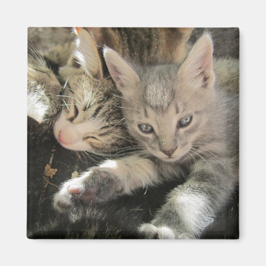 Inoki Kitten Magnet (Vorne)