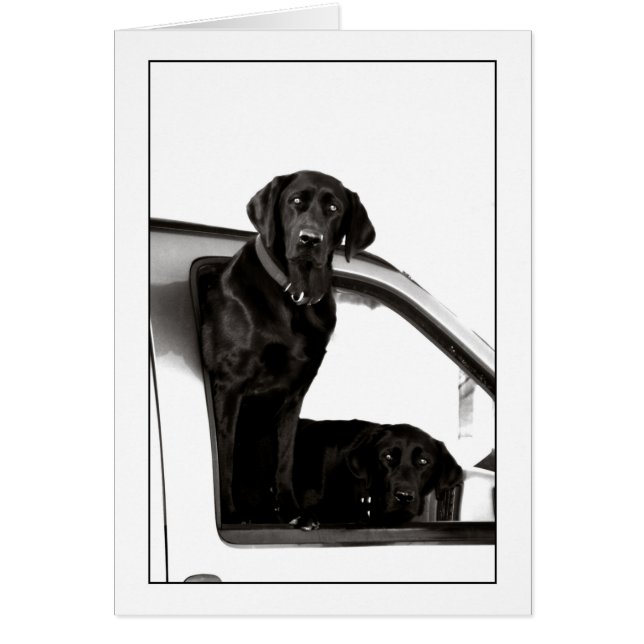 Inquisitive Schwarze Labrador (Vorne)