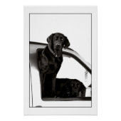 Inquisitive Schwarze Labrador Poster (Vorderseite)