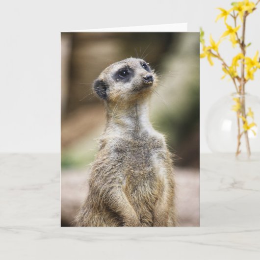InquisitiveMeerkat Karte (Gelbe Blume)