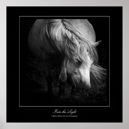 ins Licht - Dartmoor Pony Poster (Vorne)