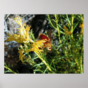 Insekt auf einer Blume Poster