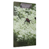 Insekt auf Elderflower Klemmbrett (Rechts)
