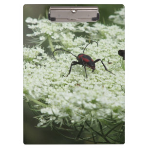 Insekt auf Elderflower Klemmbrett