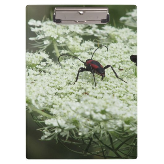 Insekt auf Elderflower Klemmbrett (Vorderseite)
