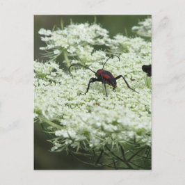 Insekt auf Elderflower Postkarte