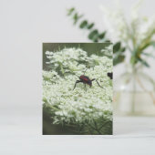 Insekt auf Elderflower Postkarte (Stehend Vorderseite)