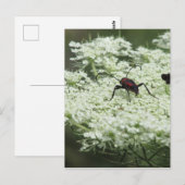 Insekt auf Elderflower Postkarte (Vorne/Hinten)