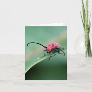 Insekt mit Haltung Naturfotografie
