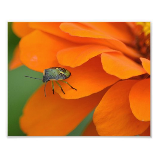 Insekten auf Blume Foto drucken (Vorne)