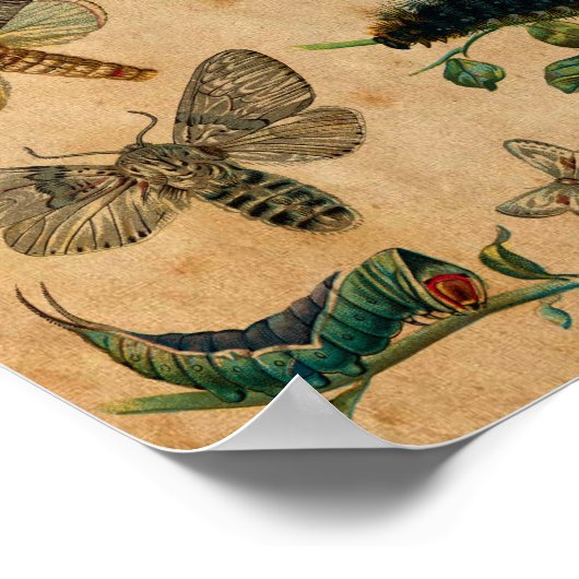 Insekten & Butterfly Antique Collection Poster (Ecke)