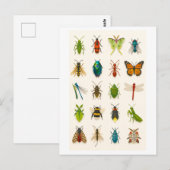 Insekten-Collage-Illustration Postkarte (Vorne/Hinten)