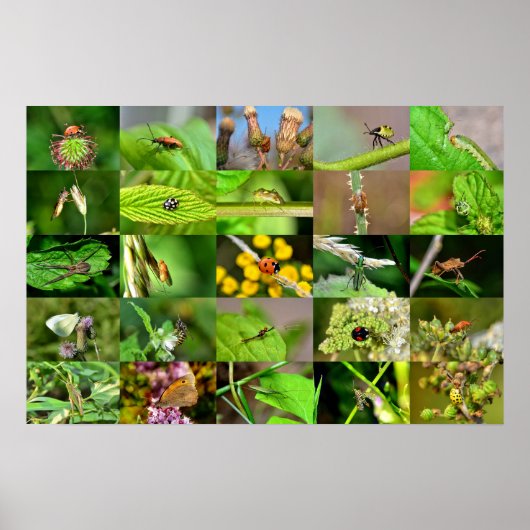 Insekten - Collage Poster (Vorne)