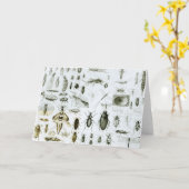 Insekten der Entomologie Karte (Gelbe Blume)